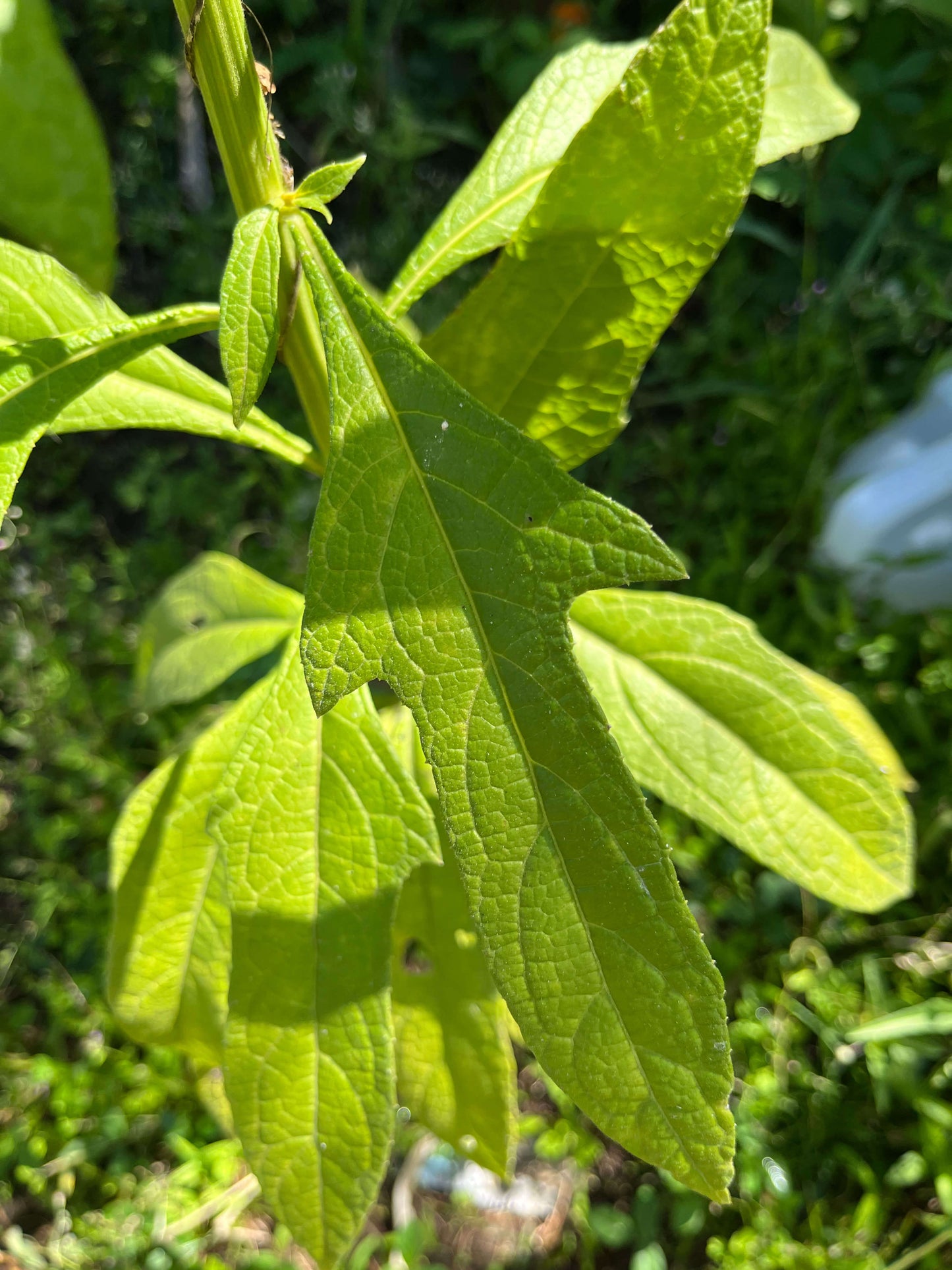 Sirop d'herbe à pic
